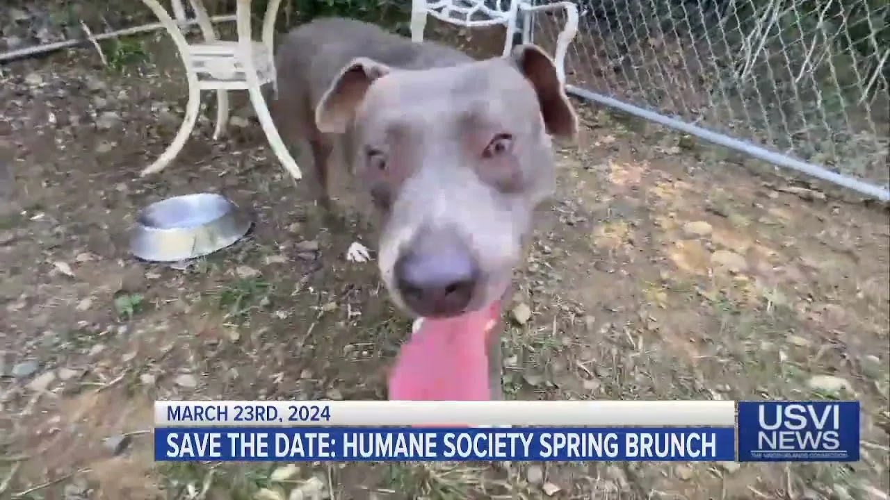 Humane Society of St. Thomas Spring Brunch Coming up March 23