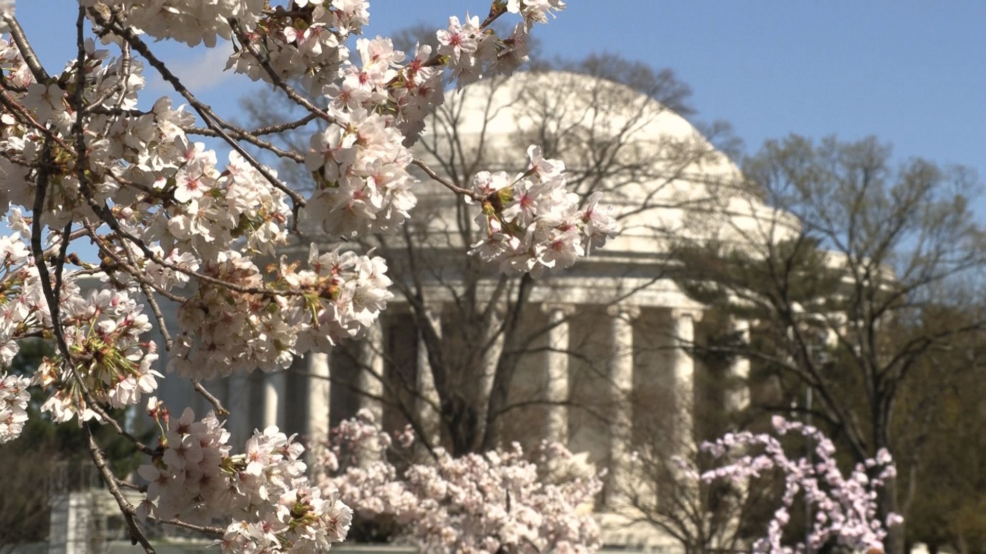 Cherry Blossoms Reach Peak Bloom in Nation’s Capital