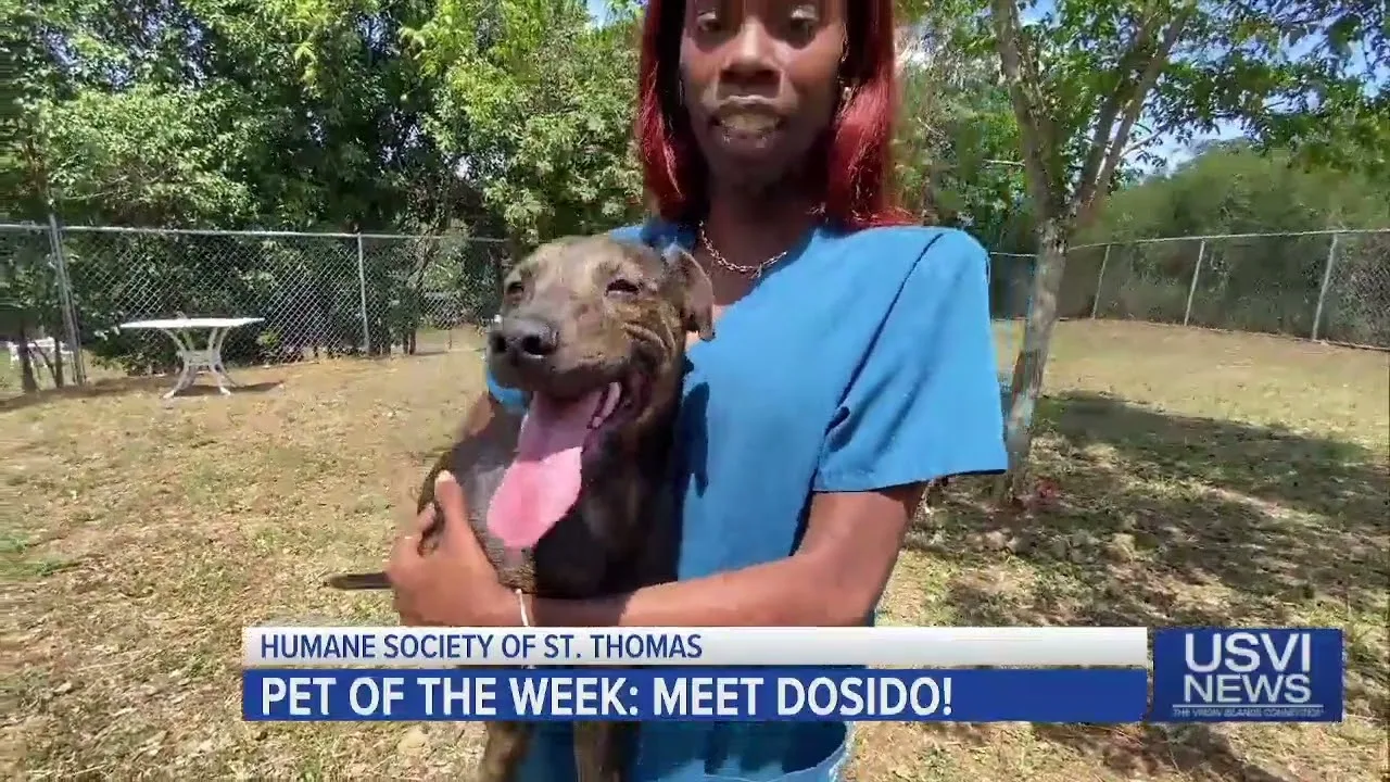 Meet Dosido: Humane Society of St. Thomas Pet of the Week